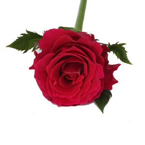 <b>Rose</b> Natural Premium Flower Fresh Fragrant Bloom Elegant Floral Decoration Product Ideal For Weddings Events Home Decor <b>Gifts</b> - Product Image 1