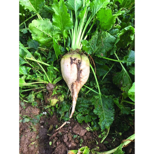 Betteraves sucrières de qualité supérieure, cultivées avec soin, produit agricole pour diverses exigences de transformation - Product Image 1