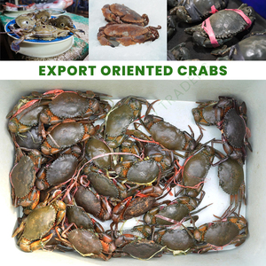 Bangladesh Fresh Live Mud <b>Crab</b> Export Quality Fresh <b>Crab</b> Wholesale Seafood LiveMart Bulk Fish Supply Global Market <b>Crabs</b> - Product Image 6