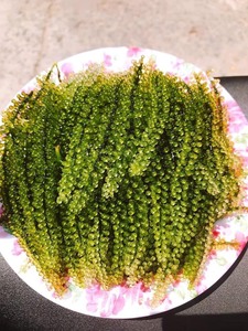 สาหร่ายทะเลออร์แกนิก-อูมิบูโด ไข่ปลาคาเวียร์เขียวสดปรุงรส อบแห้งในน้ำเกลือ บรรจุสูญญากาศ-VIET DELTA Lima - Product Image 4