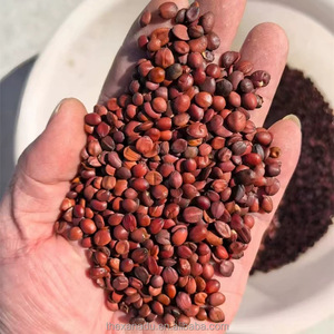 Les sachets de thé/pochette de Spina Date Seed 500 g/sac chinois aide au sommeil herbe crue Ziziphus Jujuba <span class=keywords><strong>Var</strong></span> Spinosa haut OEM acceptent les saponines - Product Image 3