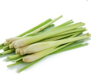 Hierba de Limón Fresca Premium - Hierba de Limón Natural de Alta Calidad para Exportación - Product Image 2