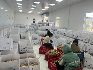 Jengibre Vietnamita de Exportación, Fresco, Aroma Intenso, Limpio y Seco, Venta al por Mayor - Product Image 6