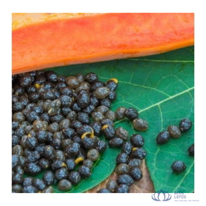สินค้าขายดี |   ดอกมะละกอแห้งพรีเมียมสำหรับปรุงรส ทำอาหาร เครื่องเทศจากเวียดนาม บลูโลตัสโกลด์ - Product Image 1