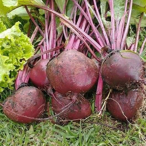 Semillas de Remolacha Detroit para Producción de Cultivos de Raíz de Alto Rendimiento con Fuerte Germinación, Crecimiento Uniforme y Color Rojo Intenso - Product Image 5