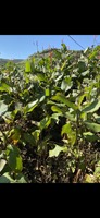 Direkt vom Hersteller: Organisches Arrowroot-Stärkepulver, natürliches Verdickungsmittel, geeignet für die Lebensmittelindustrie und Exportmärkte.