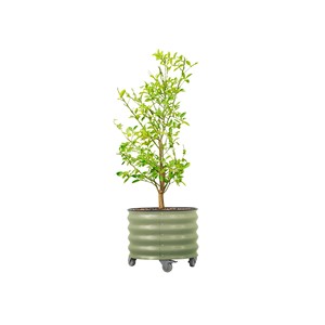 Jardinera Elevada Estilo Barril de Madera de Pino Rústica - Venta al por Mayor de Aqdus Saleem - Product Image 1