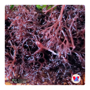 BEST SELLER Sustainable Dry Purple Seamoss Raw Kappaphycus Alvarezii Low Salt B2B For Gelling Extract And Food Grade Gel - Product Image 1