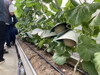 Formidabele, geëerde, bewonderenswaardige kwaliteit exotische Japanse meloen, groen-rood vlees, verse fruitimporteurs