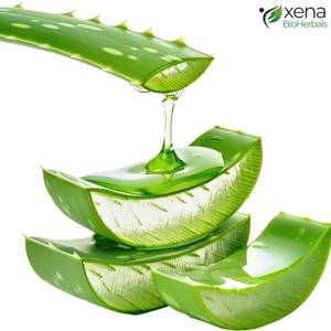Proveedor Mayorista de Gel de Extracto de Aloe Vera Hidratante para el Cuidado de la Piel Después del Sol, Volumen a Granel - Product Image 2