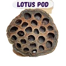 Offrez à vos souris un environnement attrayant et naturel avec Suffle Lotus Pods - Product Image 3
