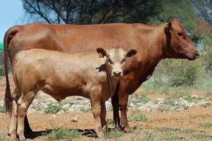 Vente en gros de bétail Tuli de NMF (PVT) LTD d'Afrique du Sud pour les commerçants en bétail et les propriétaires de ranchs - Product Image 5