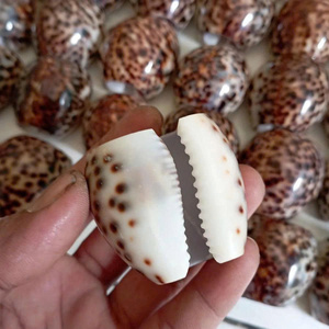 Premium Handmade Tiger Shell Napkin Ring Vietnam Natural Seashell Coastal Wedding <b>Table</b> Decor Export - Product Image 4