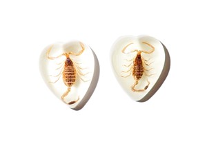 Scorpion doré, spécimen réel, cabochon en plastique en forme de cœur 17x21 mm, fond plat, pour artisanat et fabrication de bijoux - Product Image 2
