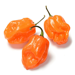 Proveedor Mayorista de Chiles Habanero de Alta Calidad, Empaque a Granel, Chiles Picantes Naturales de Grado de Exportación - Product Image 3