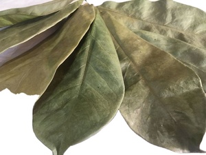 Hojas de guanábana secas de Vietnam, calidad de exportación, hojas de graviola naturales, aptas para uso vegano, materiales de hoja seleccionados y limpios. - Product Image 6
