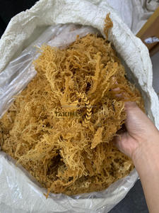 Proveedor de Vietnam, musgo marino, musgo marino natural TAKIMEX, musgo marino de Santa Lucía, bolsa de 1 libra para hacer Gel, precio al por mayor, origen de Vietnam - Product Image 5