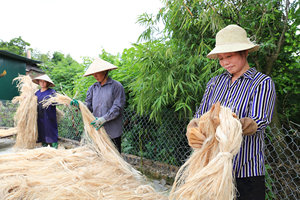 Fibres de banane saines de HAUTE QUALITÉ |   Fibres végétales naturelles durables pour la fabrication de papier écologique - Product Image 5