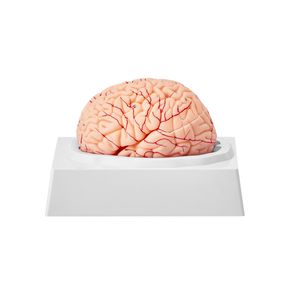 Modello Anatomico del Cervello Umano a Grandezza Naturale 1:1, Scomponibile in 9 Parti, con Etichette, per Esposizione e Scienza Medica - Product Image 1