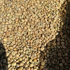 Vietnam <b>Robusta</b> Fully Washed <b>Coffee</b> <b>Beans</b> Raw Green Bulk Export Quality Supplier for Importers - Product Image 1