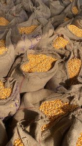 Maíz para Palomitas de Maíz, Producto Brasileño, Suministro a Granel, Grano de Maíz Seco para Uso Humano y Animal, 1 Año de Garantía - Product Image 6
