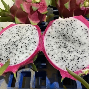 <span class=keywords><strong>Dragon</strong></span> <span class=keywords><strong>fruit</strong></span> blanc naturel frais, qualité export standard OEM, goût doux et rafraîchissant, 100% ODM - Product Image 3