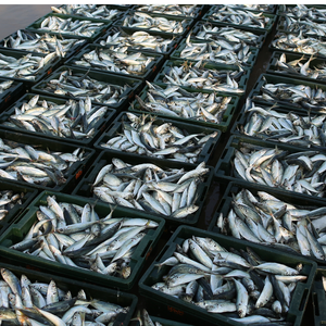 Alimentación de probióticos que mejora la absorción de nutrientes y salud intestinal de pescado - Product Image 6