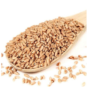 Listo para Enviar, Trigo Duro de la Mejor Calidad, Venta al por Mayor, Grado Alimenticio Premium, Servicio OEM, Suministro a Granel - Product Image 3