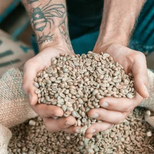 Wholesale Bulk Vietnam Robusta <b>Green</b> <b>Coffee</b> Beans Natural Unroasted Seeds OEM ODM Export Grade 12% Moisture Pham Dinh Brand - Product Image 6