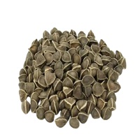 Poudre de graines de Moringa 100% naturelle de qualité export, pure, de qualité cosmétique, pour soutenir la force et la croissance des cheveux