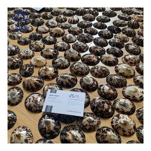 Concha de Limpet MÁS VENDIDA para Recolección de Leche y Soporte de Pezones, Superficie Lisa y Pulida, Suministro Estable, Envío Inmediato - Product Image 5