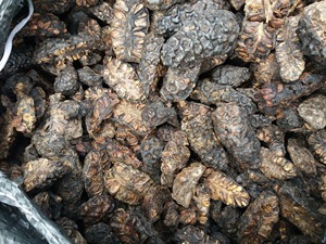 Materia Prima de Noni Seco para Fabricantes de Bebidas Herbales y Líneas de Producción de Alimentos Funcionales - Product Image 2