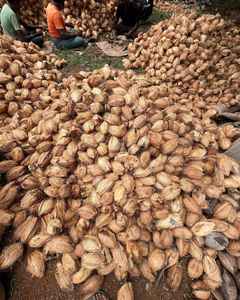 Cáscaras de coco naturales de primera calidad, respetuosas con el medio ambiente, pulidas y listas para beber, soporte OEM/ODM disponible - Product Image 3