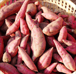 Patate douce / igname violette - Vente en gros de patates douces fraîches / surgelées / en amidon de haute qualité - Product Image 1