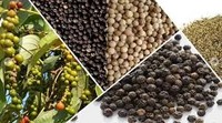 Poivre noir naturel – Fournisseur Vietnamien, Commande en gros, Grains de poivre de haute qualité // Mr.Tom