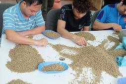 Café Arábica Vietnamita Tostado al Mejor Precio, Proceso de Lavado Completo de Son La - Product Image 6