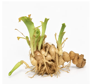 มาตรฐานสากล ราคาถูก ผู้ผลิตเวียดนามจัดหา กระวานสด บรรจุในถุงหลากหลายขนาด - Product Image 6