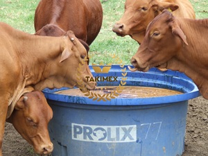 Mélasse de canne à sucre naturelle de haute qualité pour l'alimentation animale Emballage en vrac transformé raffiné Prix de gros TAKIMEX Made Vietnam - Product Image 5