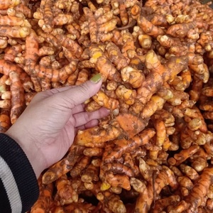 Cúrcuma en Polvo Cruda de Alta Calidad |   Cúrcuma Entera de Grado Alimenticio, 24 Meses de Vida Útil, Exportador Indio, Suministro a Granel - Product Image 3