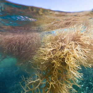 Matière première d'algues marines séchées en gros, algues naturelles, commande en vrac, sac refermable de 100g, fabriqué au Vietnam, approvisionnement direct usine, excellent prix - Product Image 4