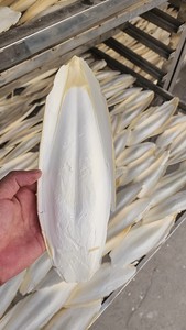 Hueso de Sepia Natural Crudo para Aplicaciones Industriales y Agrícolas, Alto Contenido de Calcio, Producto Seco de Procedencia Marina a Granel - Product Image 3