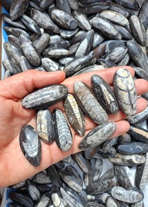 Mayorista, Fabricante y Proveedor de Lotes de Gemas Sueltas de Orthoceras Cabochon, Auténtico Cefalopodo Marroquí, Calidad Comercial, kg - Product Image 3