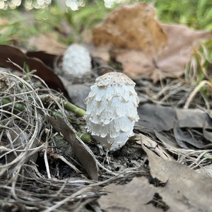 Suplemento Alimenticio de Hongo <span class=keywords><strong>Coprinus</strong></span> Comatus Seco - Product Image 5