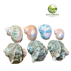 เปลือกหอยทะเลธรรมชาติพรีเมียมเคลือบสีเขียวเหลือบรุ้ง สำหรับตกแต่งชายหาด ตกแต่งภายในสไตล์ชายทะเล ตกแต่งรีสอร์ท ขายส่งเวียดนาม - Product Image 1