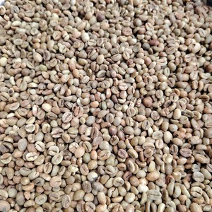 Granos de Café Robusta Competitivos al por Mayor, Calibre 16, Baja Humedad, Materia Prima para Tostar, Nueva Cosecha, Granja de Dak Lak, Vietnam - Product Image 5