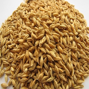 Graines d'orge offrant une germination fiable, une performance des grains élevée et une valeur pratique pour l'agriculture et la production - Product Image 5
