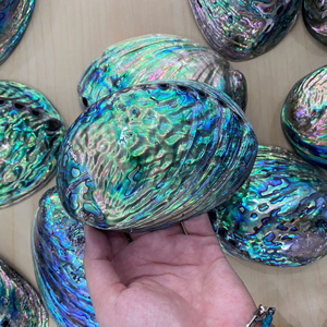 Natural Abalone Seashells Polished Mother Of Pearl Shell Colorful Iridescent Shell Craft Decoration Vietnam Factory Wholesale - Product Image 1