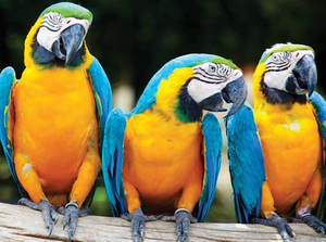 นกมาคอว์สีน้ำเงินและสีเหลืองเกรดพรีเมียมสำหรับขายส่ง สำหรับโปรแกรมเพาะพันธุ์นกมืออาชีพและการค้าระหว่างประเทศแบบ B2B - Product Image 2