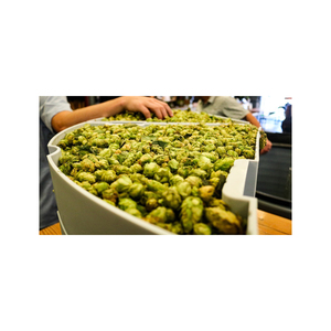 Houblon cru de qualité supérieure, récolté naturellement, ingrédient botanique aux arômes riches et aux standards de qualité exceptionnels - Product Image 4