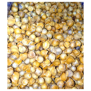 กระเทียมแห้งคุณภาพพรีเมียม เครื่องเทศกระเทียม จำหน่ายส่ง บริษัทค้าส่ง - Product Image 2